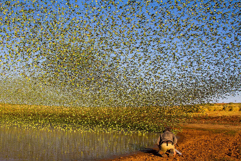 UK-based photographer Paul Williams used Google Earth to find and photograph these flocks of budgerigars (Melopsittacus undulatus) near Alice Springs.
