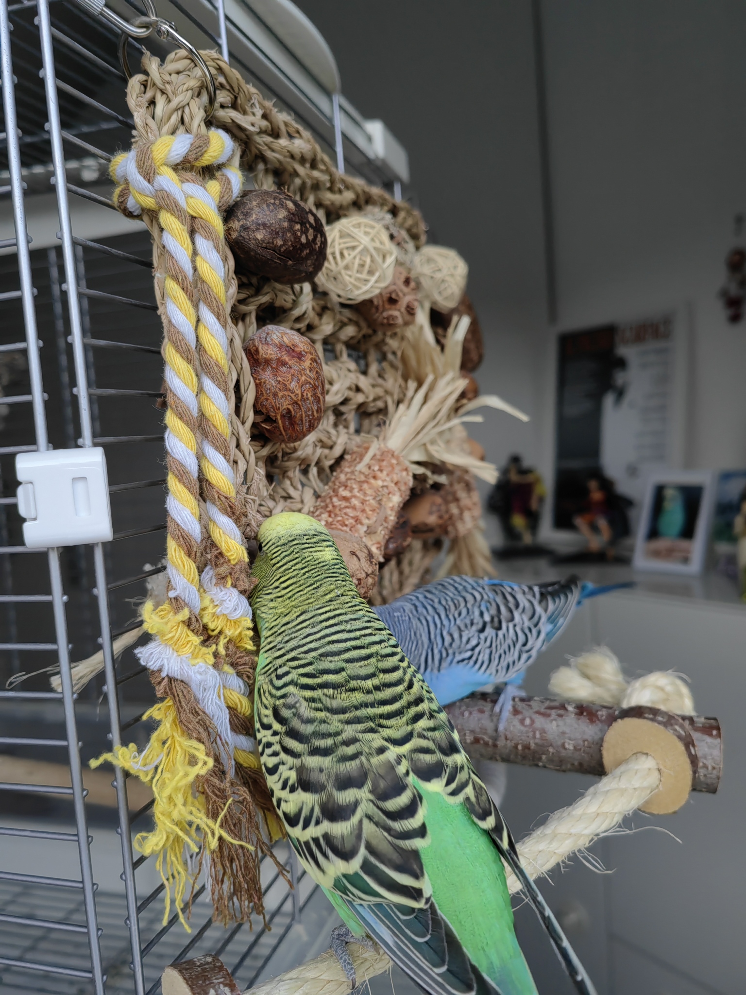 Creating an Enriching Environment for Budgies - TheBudgieBlog