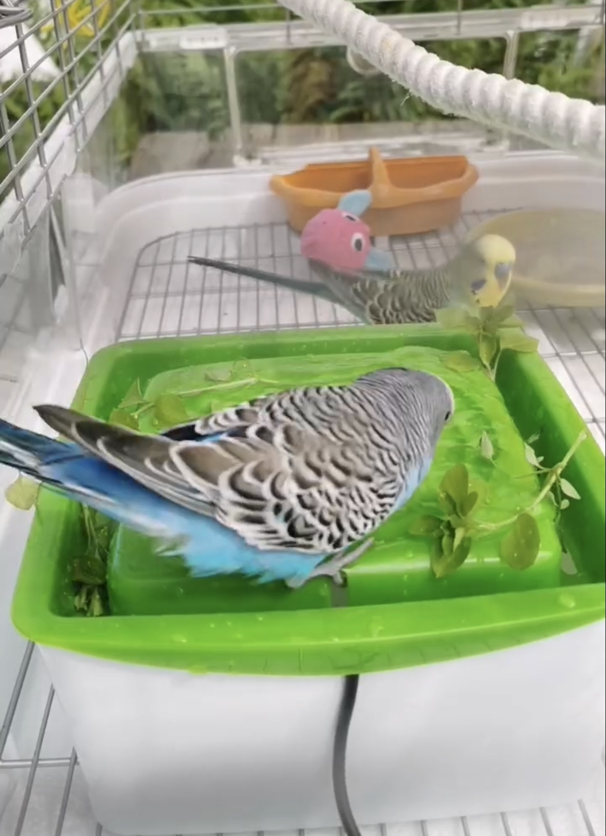 Budgies bathing in a cat fountain.