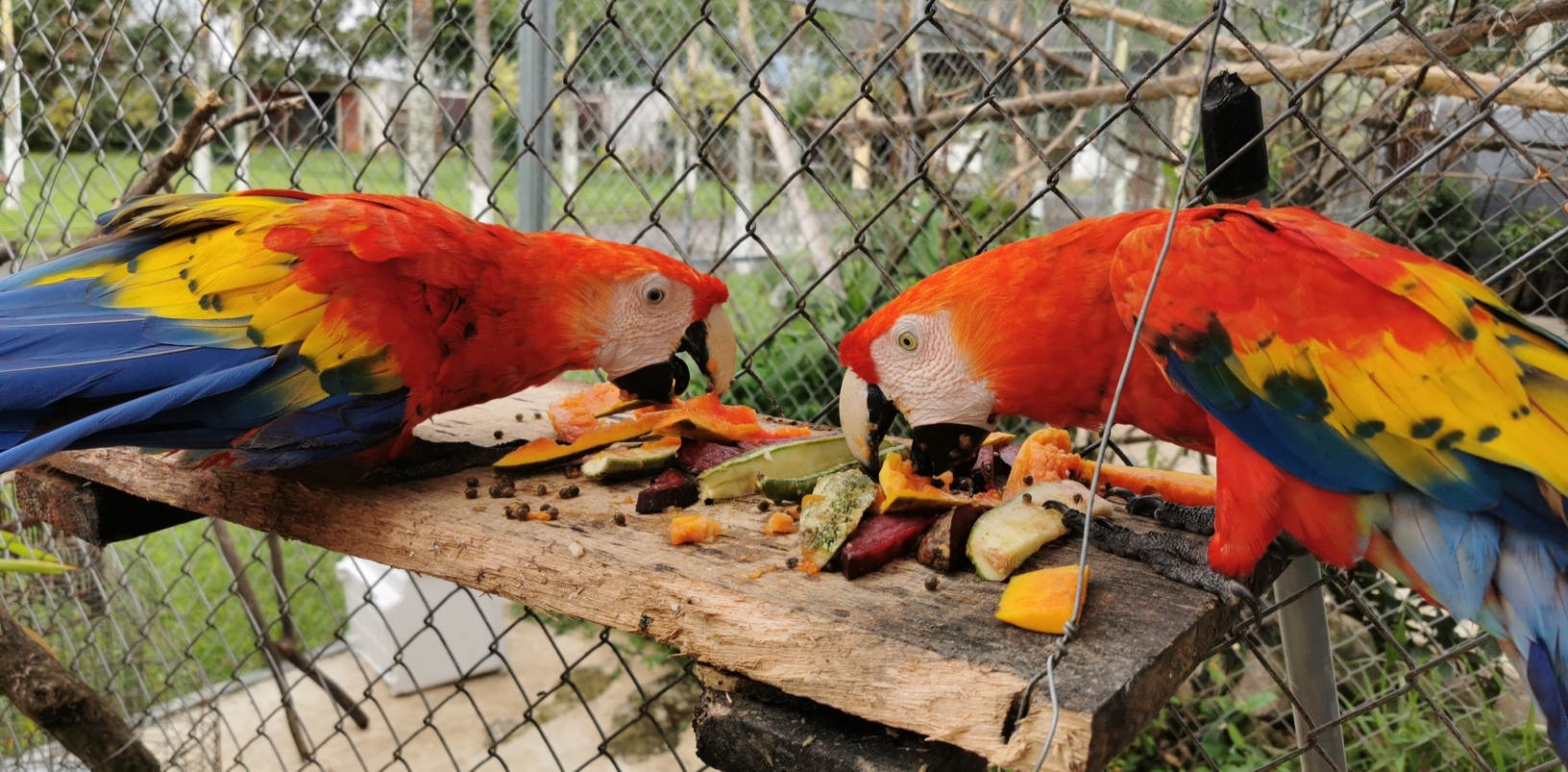 Scarlet macaws being fed.