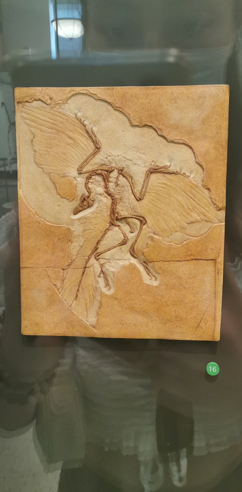 Archaeopteryx specimen (A. siemensii) 
