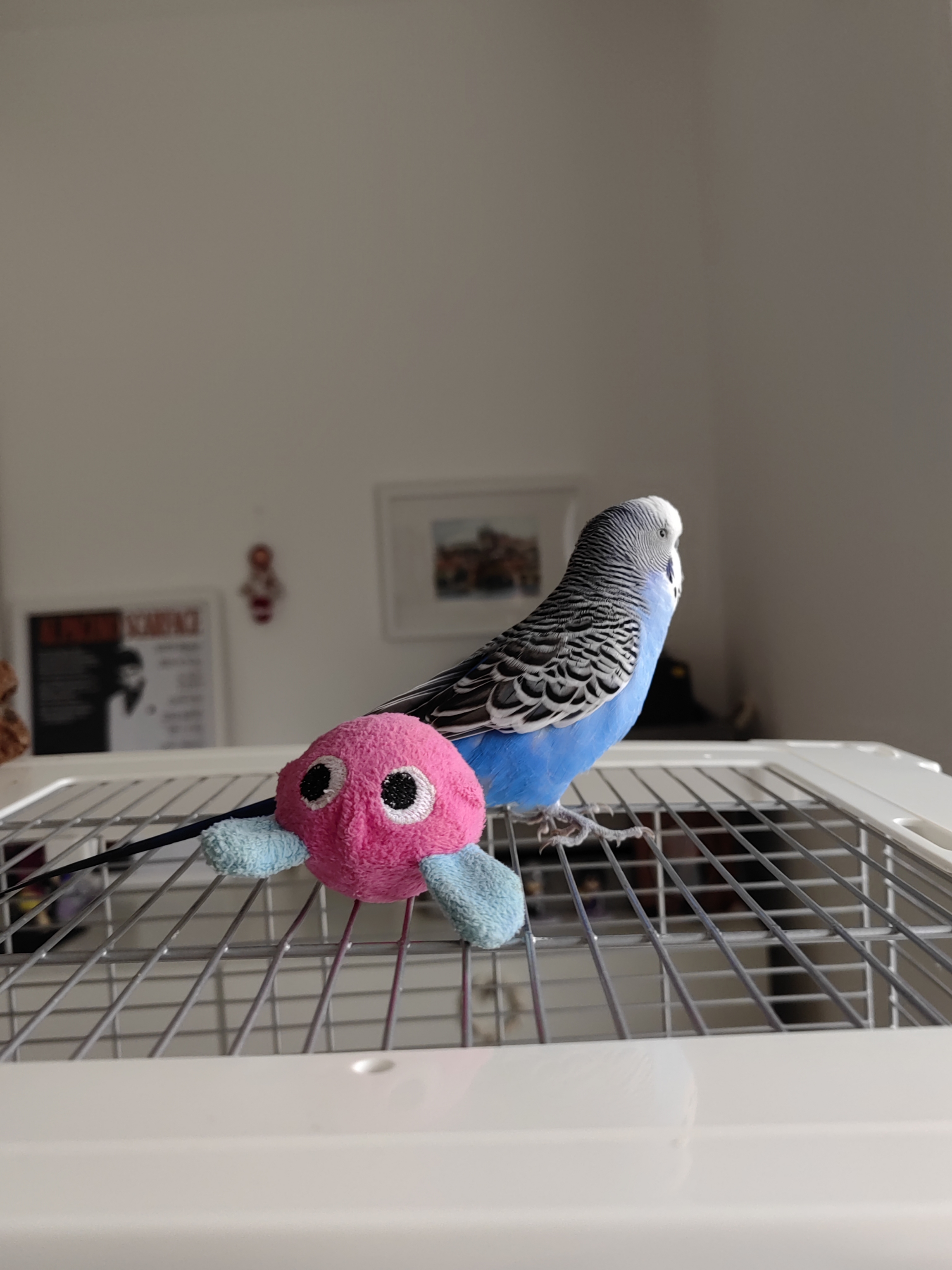 Everything You Need to Know About Buying and Caring for Budgies at PetSmart - The Ultimate Guide for Bird Owners