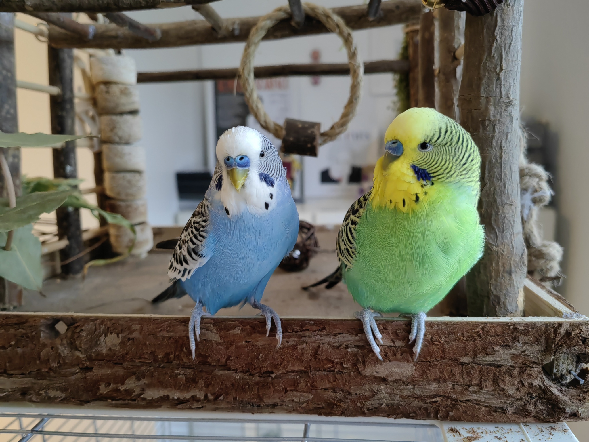 The English Budgie - A Guide