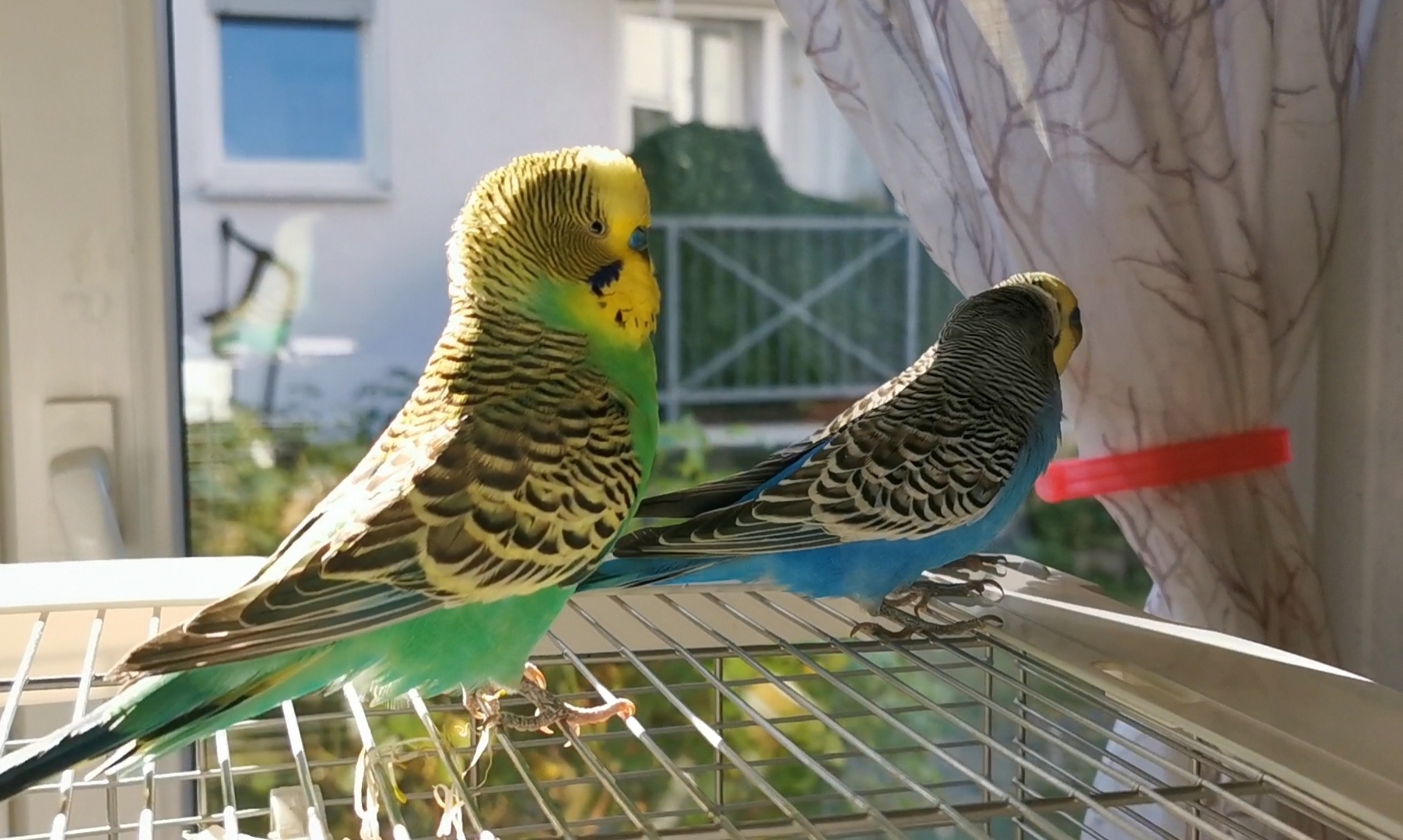 The Cost of Keeping Budgies