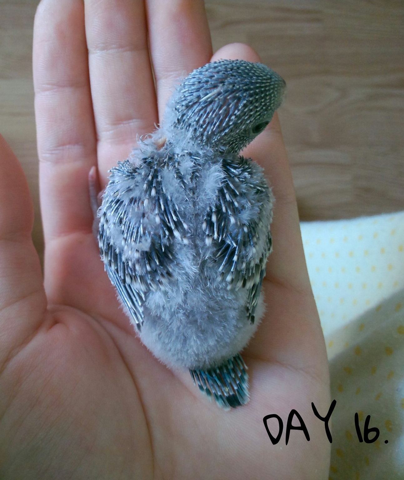 The Budgie Blog Budgie Care Tips And Advice TheBudgieBlog
