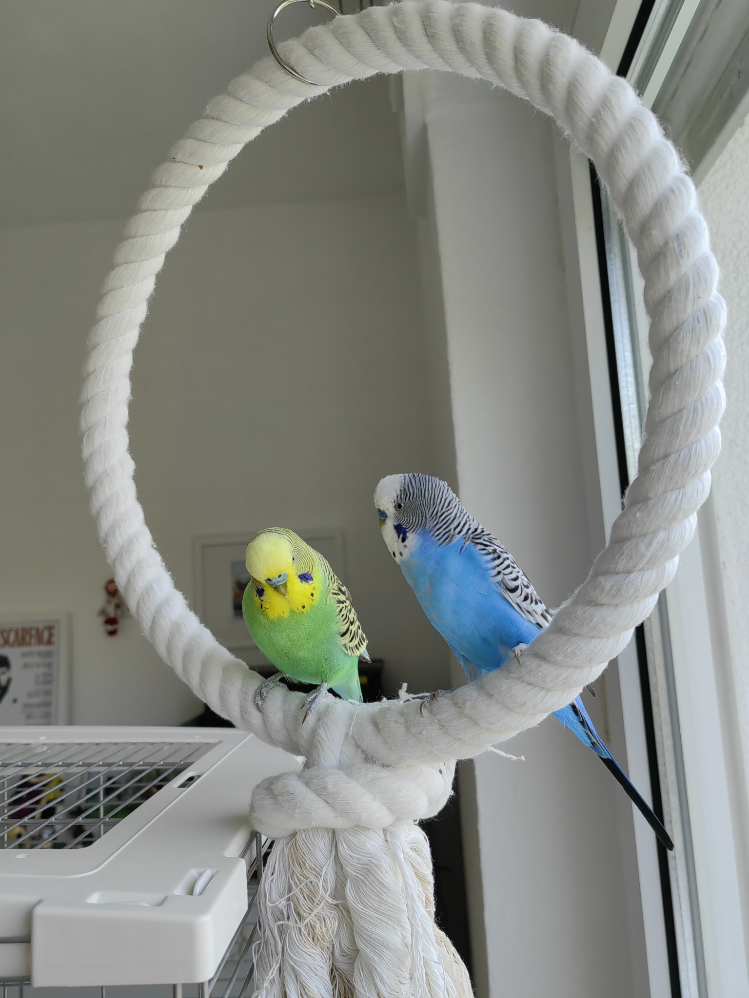 The Ideal Temperature Range For Budgies