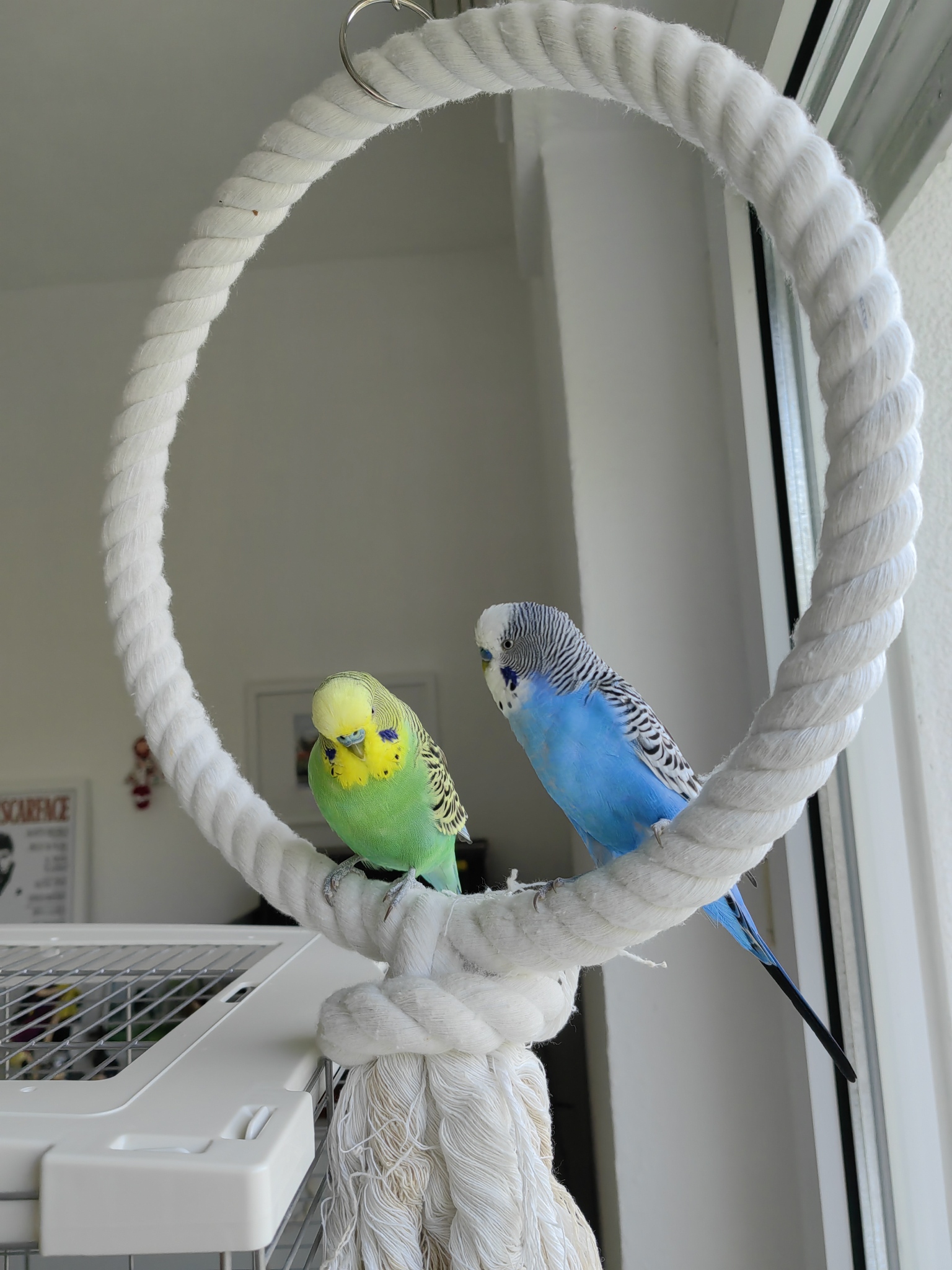 The Budgie Blog Budgie Care Tips And Advice TheBudgieBlog