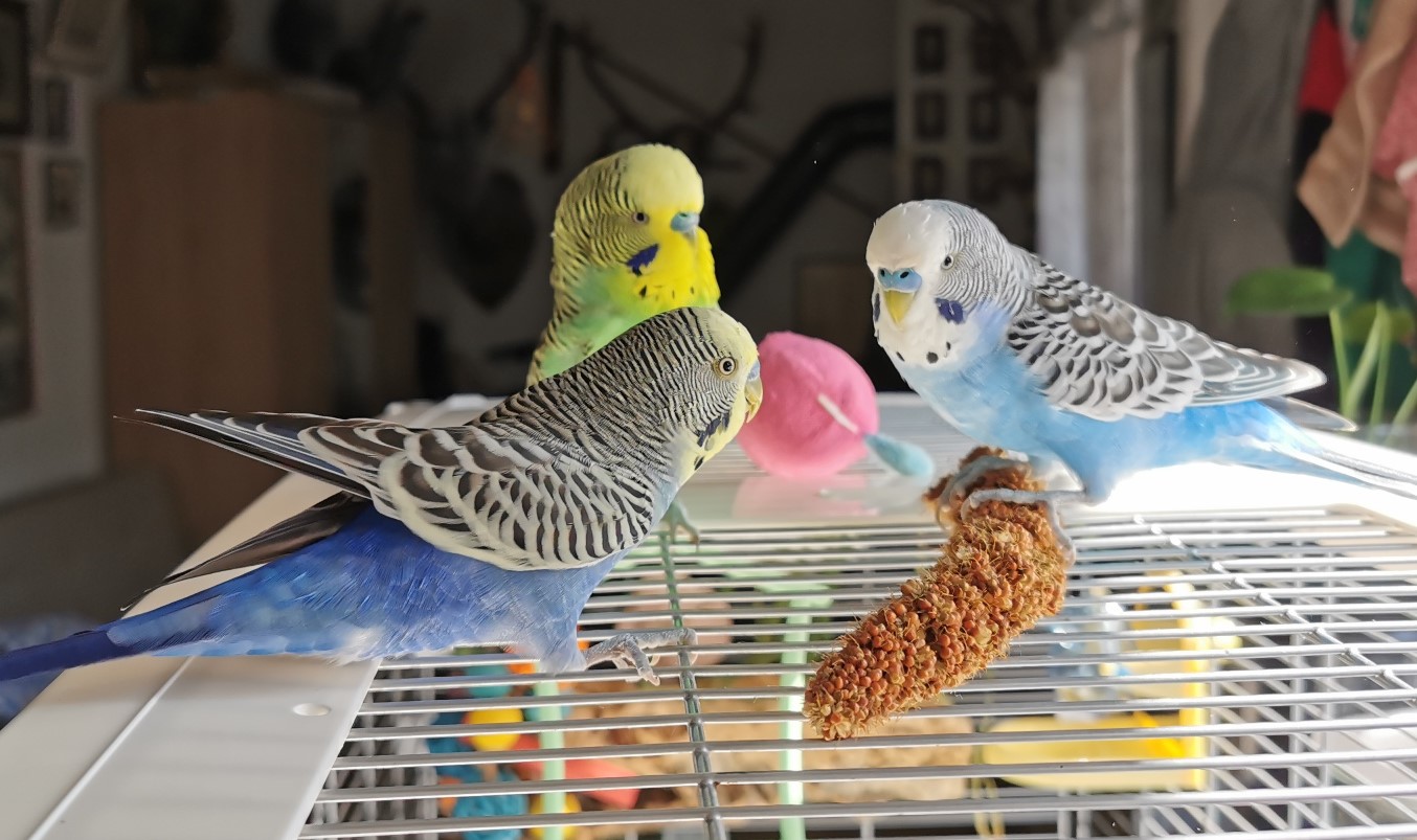 Budgie Color Genetics Explained In Detail