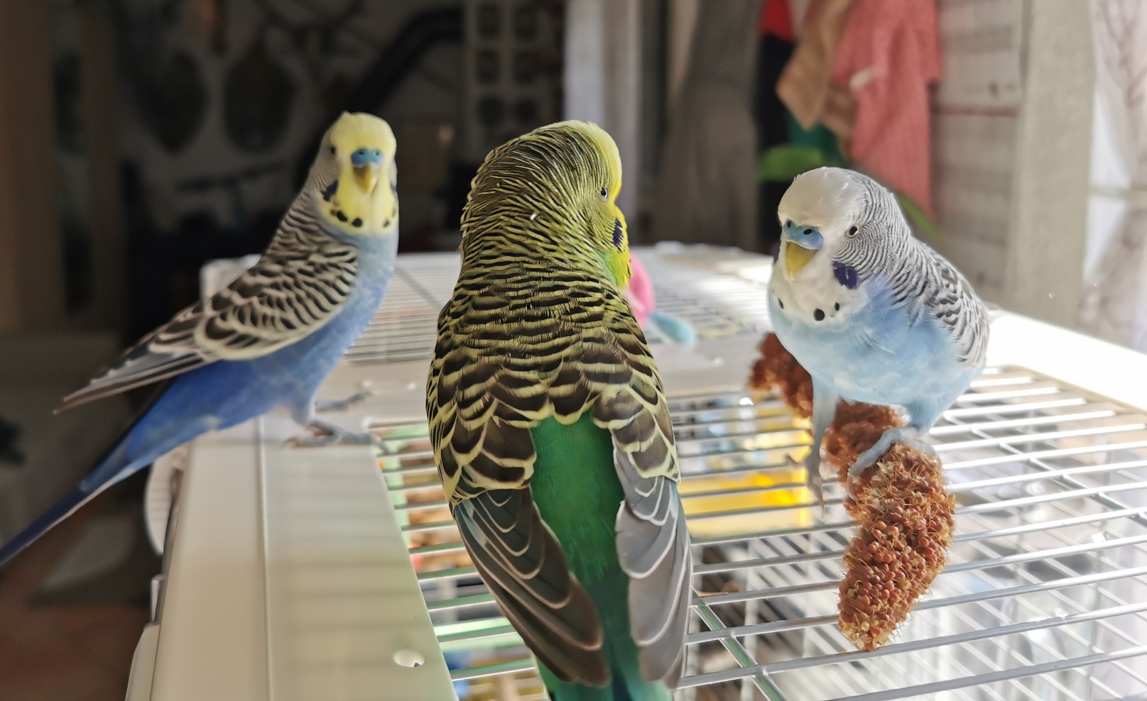 Interpreting Budgie Sounds Accurately