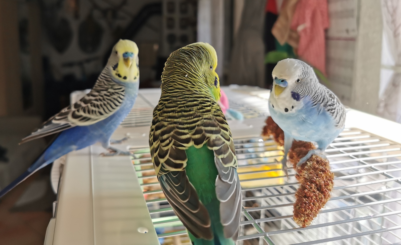 The Budgie Blog Budgie Care Tips And Advice TheBudgieBlog