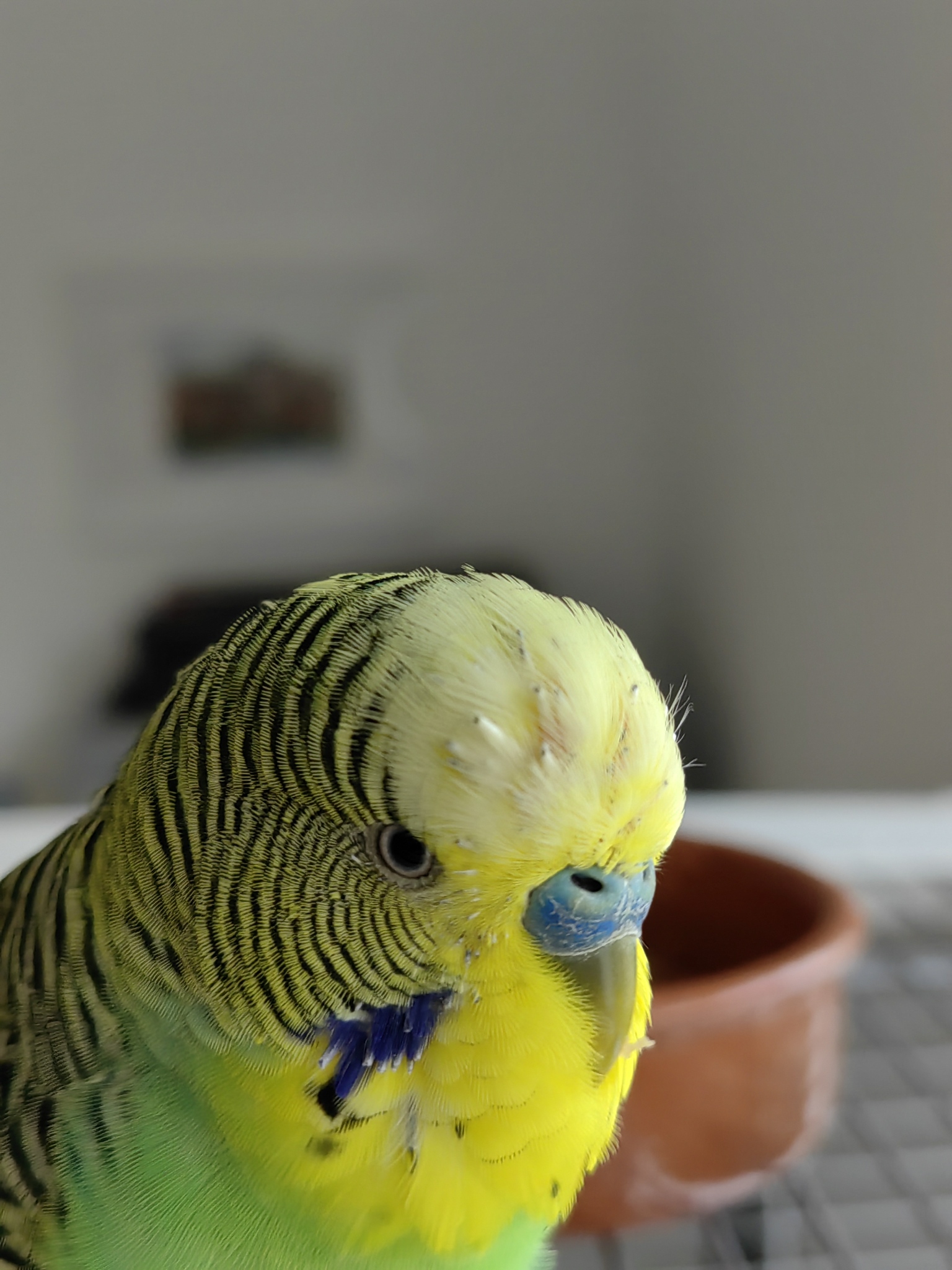 Why do budgies molt? The importance of molting for budgerigars' health and survival.