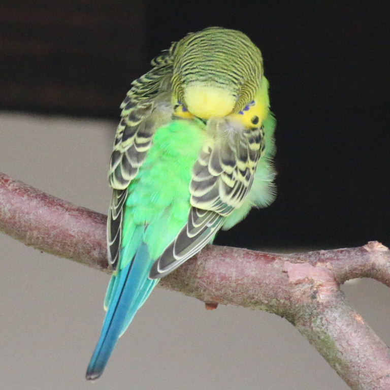 Budgie Sleep Patterns: Understanding How Budgies Rest and Recharge