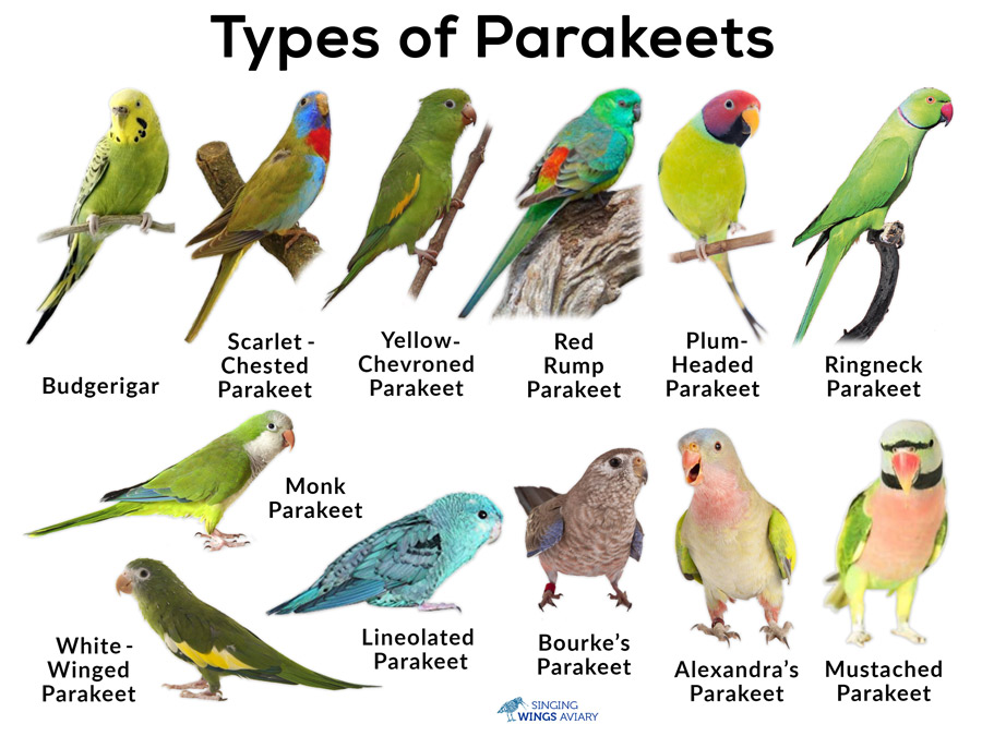 Budgie vs Parakeet: What’s the difference?