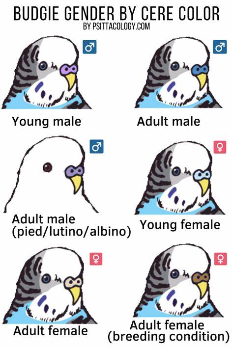 A Comprehensive Guide to Sexing Budgies