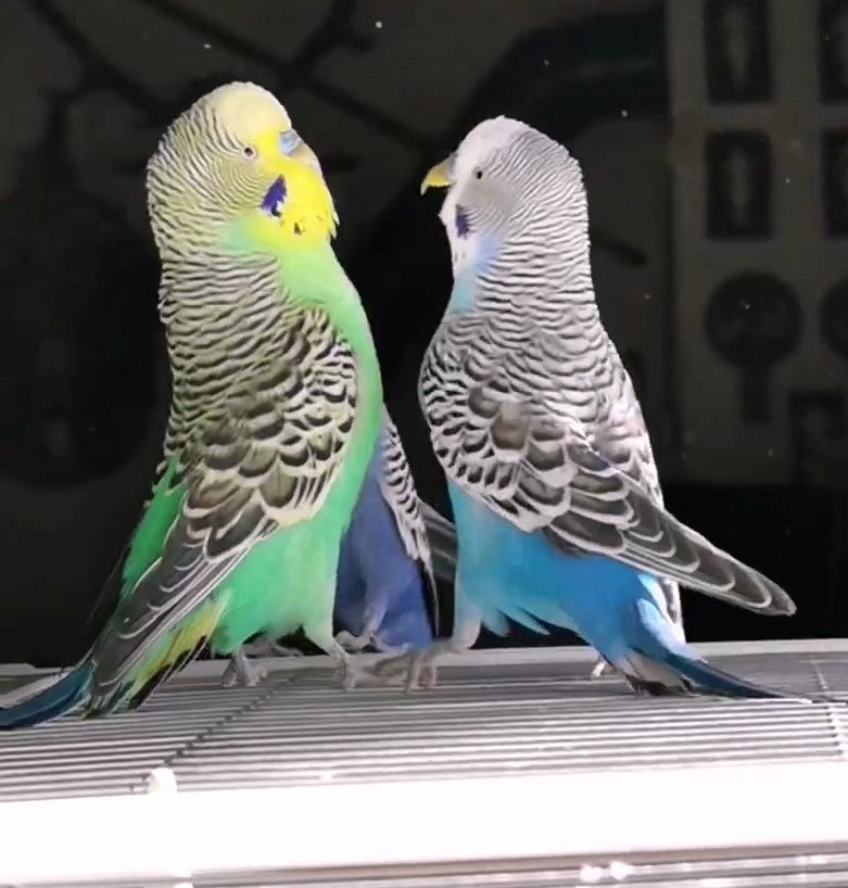 Why Do Budgies Fight? Understanding the Causes of Budgie Fights