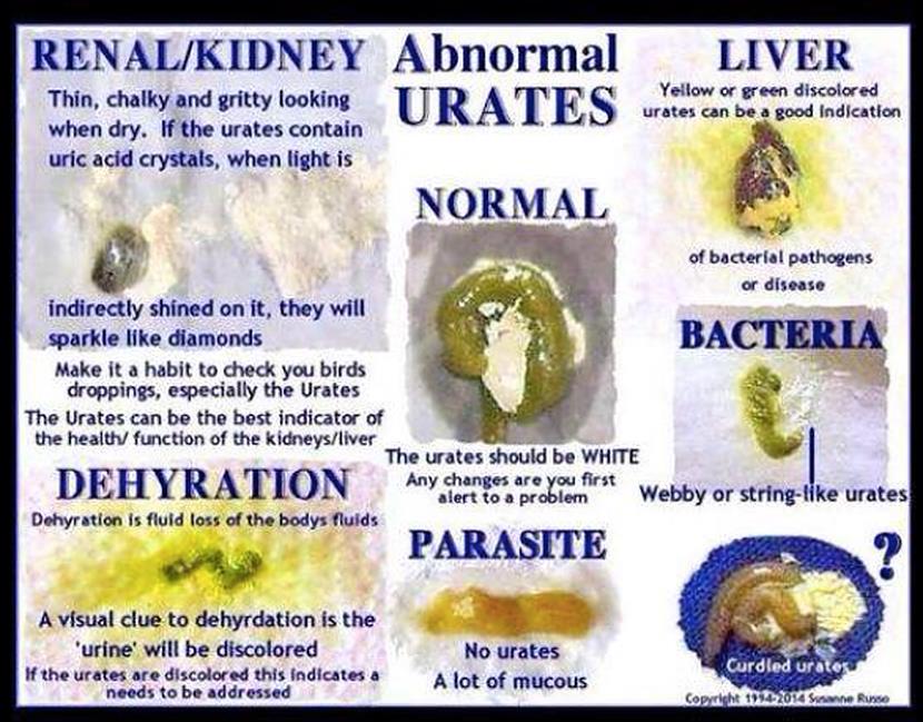 The Budgie Blog Budgie Care Tips And Advice TheBudgieBlog