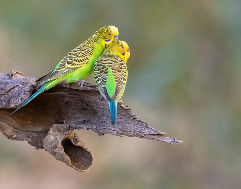 Why Does The Female Budgie Bully The Male?