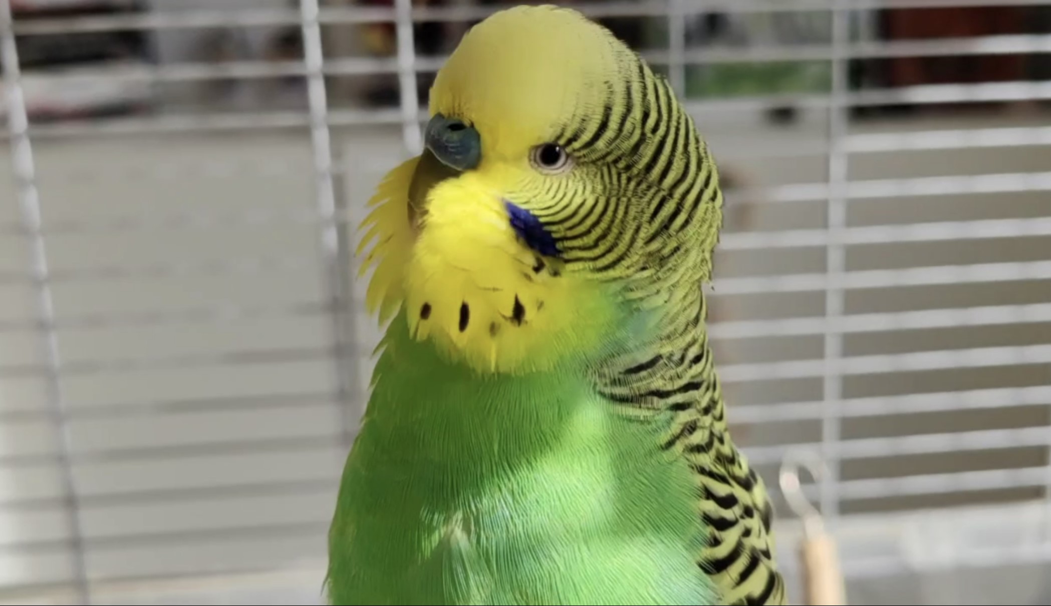 All About Budgies
